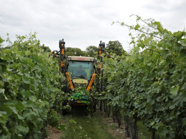 Orizzonti Vine Trimmer Kirkland UK