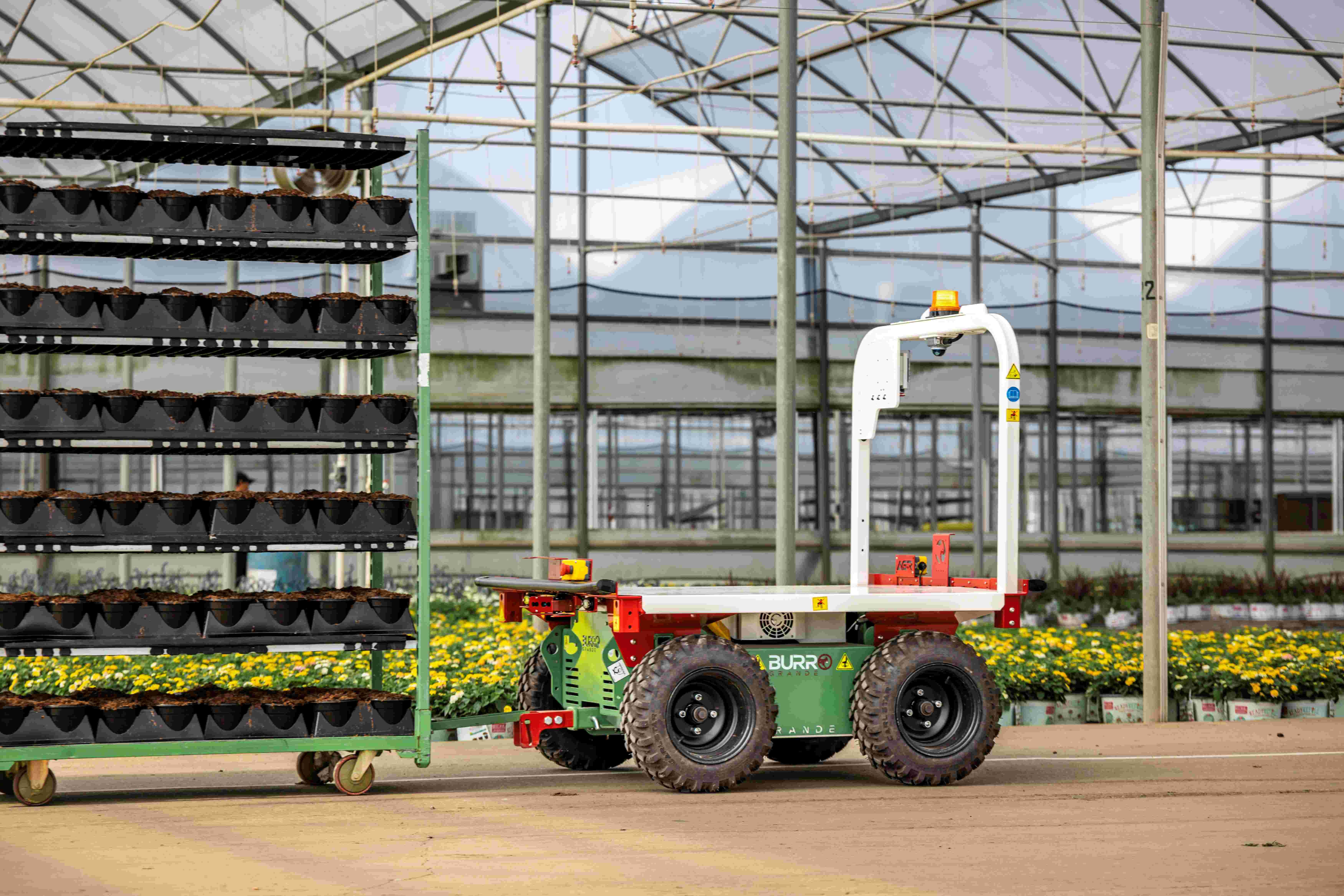 BURRO Grande imported by Kirkland UK 