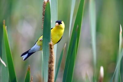 an american goldfinch on a cattail