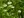 Close-up of Thimbleweed
