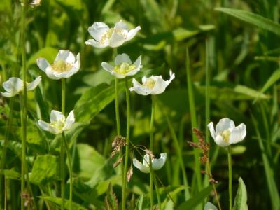 Close-up of Thimbleweed