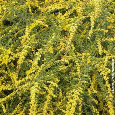 Close-up of Wrinkleleaf Goldenrod 'Fireworks'