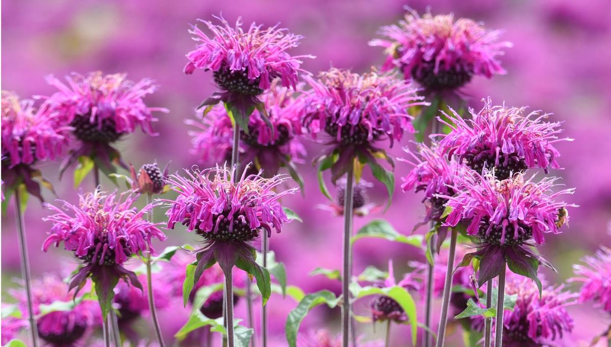 Monarda flowers