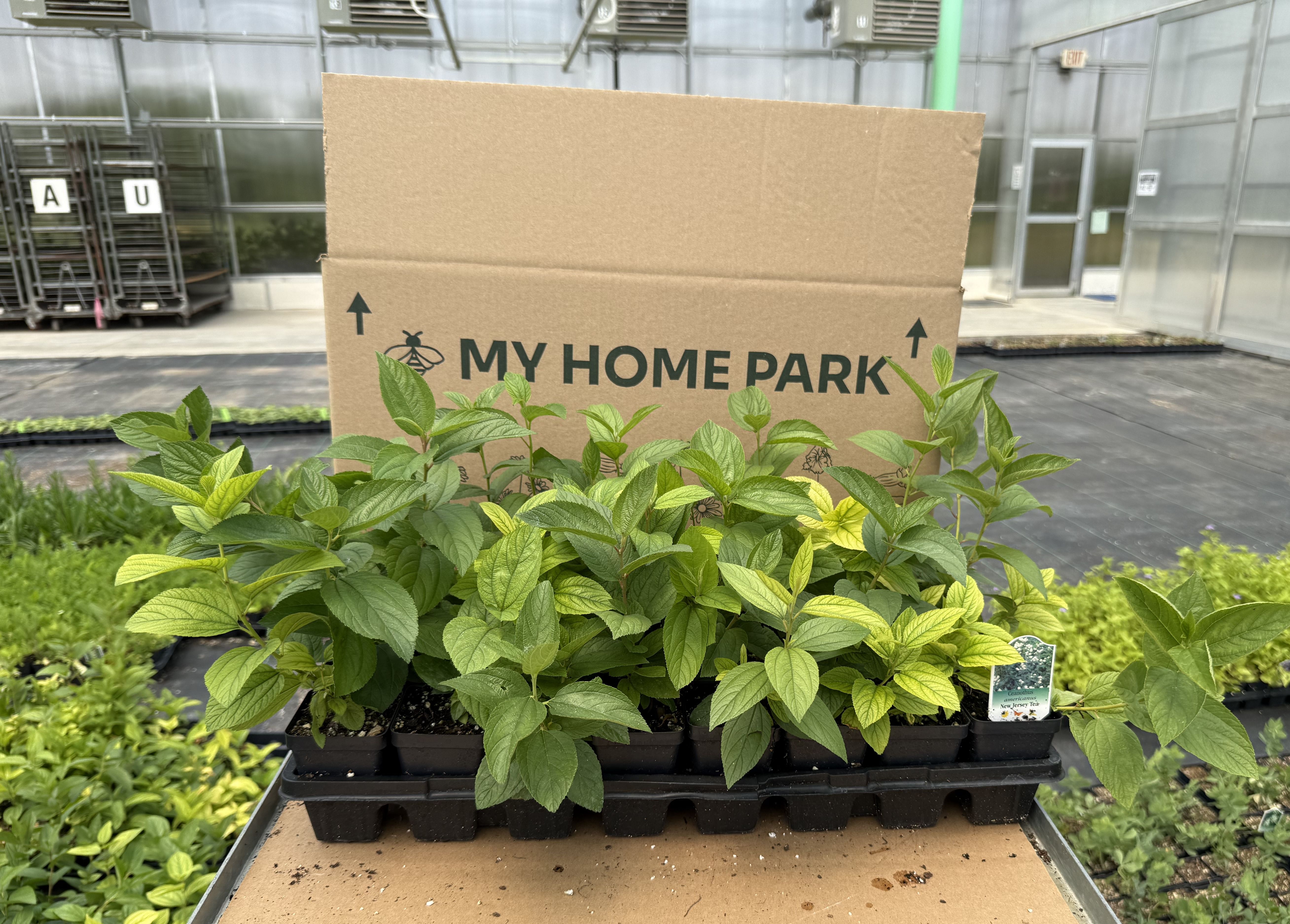 My Home Park packaging behind a container tray of green plants. 