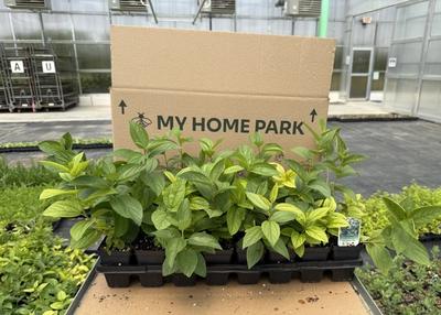 My Home Park packaging behind a container tray of green plants.