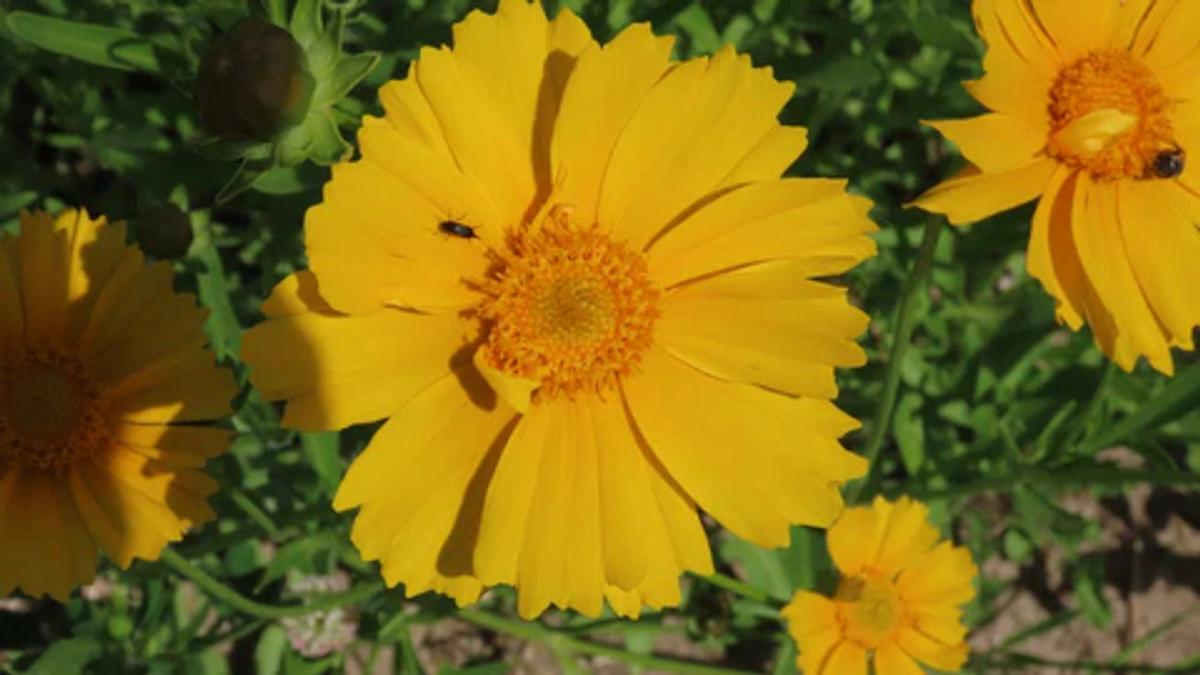 bright yellow flowers of lanceleaf coreopsis