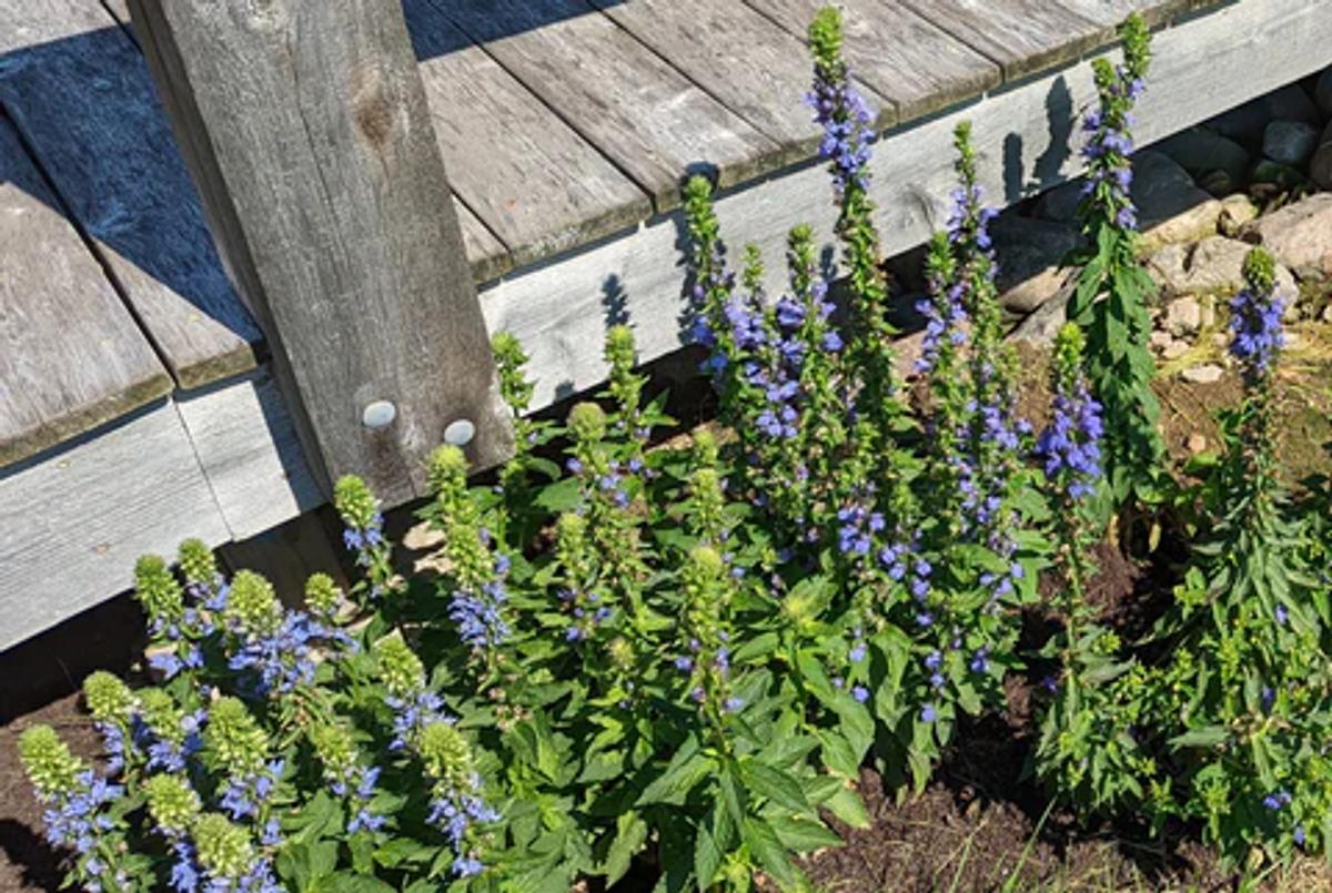 blue flowers by a wooden boardwalk