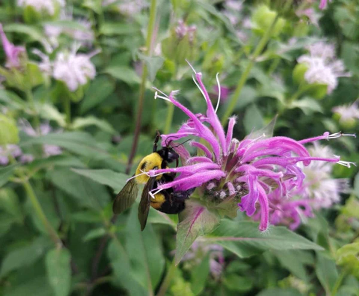Bumblebee on bee balm