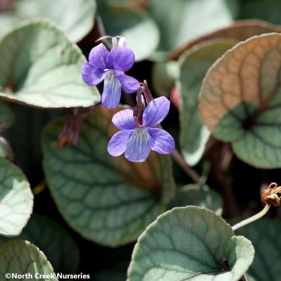 Close-up of Walter's Violet 'Silver Gem'
