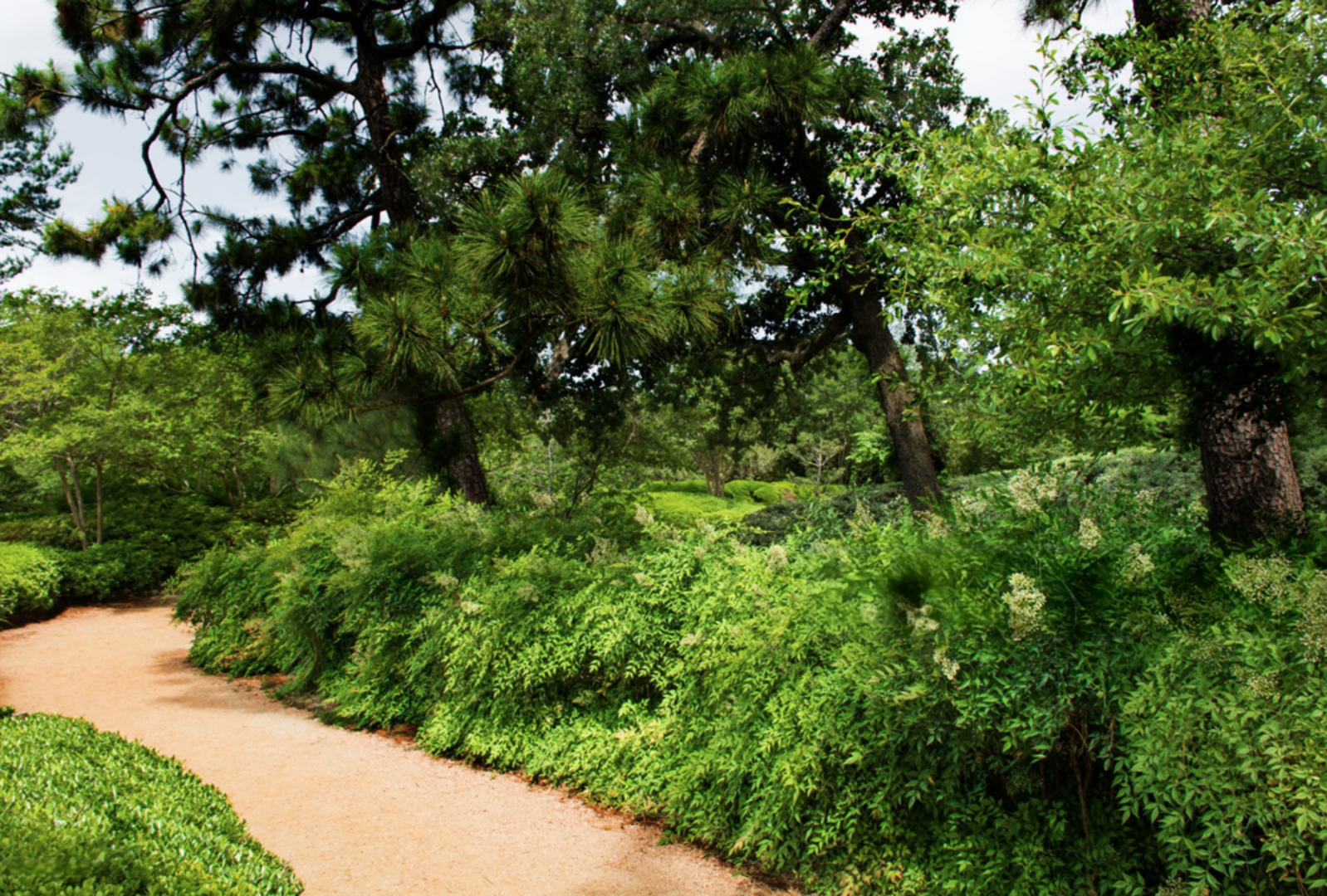 Layered Texas shade garden design using native groundcovers, perennials, grass and shrubs.