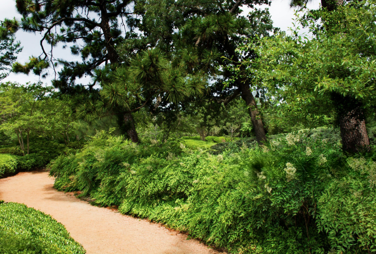 Layered Texas shade garden design using native groundcovers, perennials, grass and shrubs.