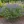 Close-up of Blueberry Sundae False Indigo