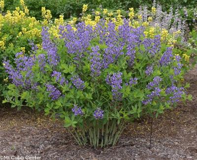 Close-up of Blueberry Sundae False Indigo