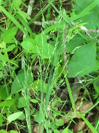 Close-up of Nodding Fescue