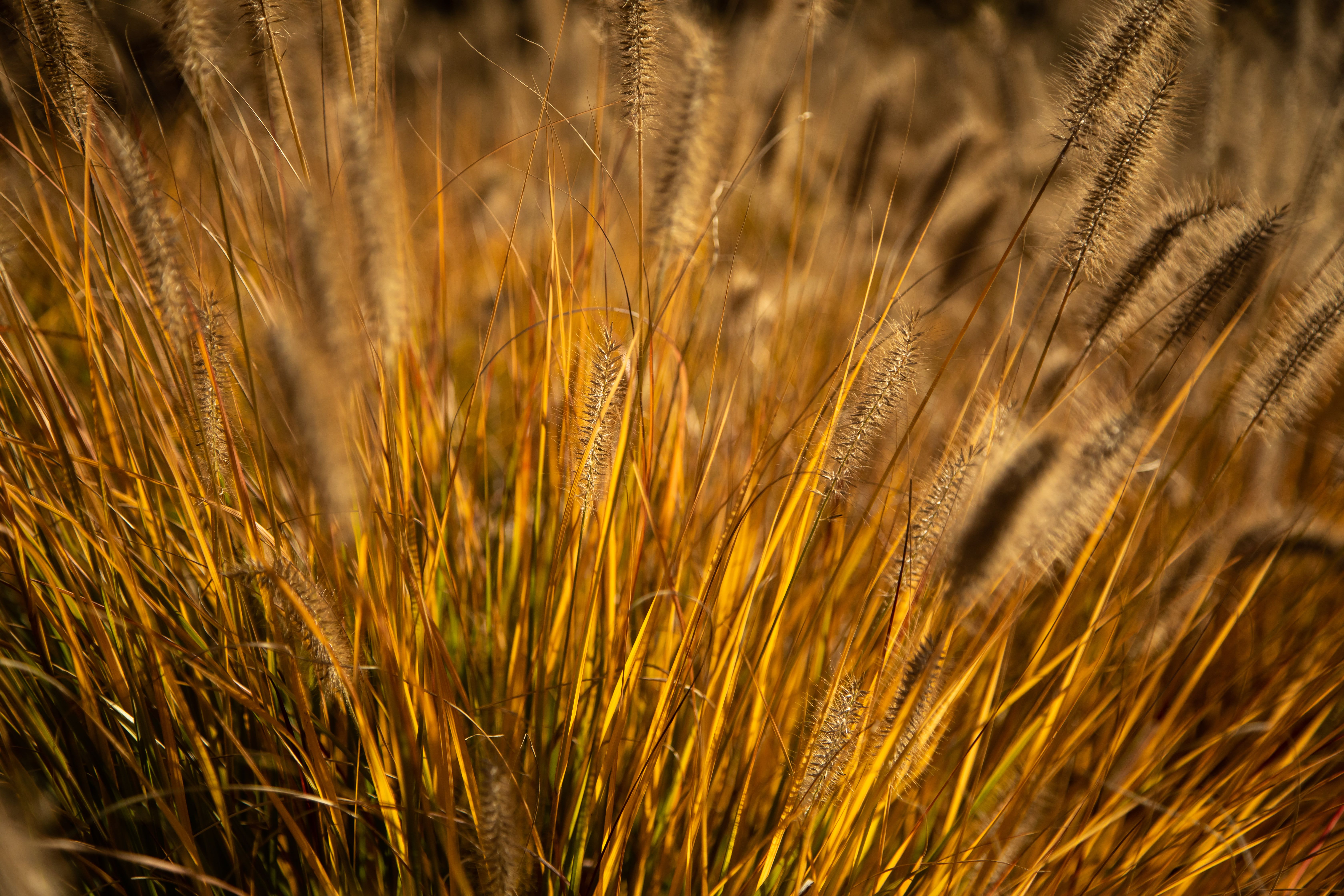 Dried grasses in the autumn golden hour. 