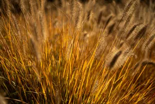 Dried grasses in the autumn golden hour.