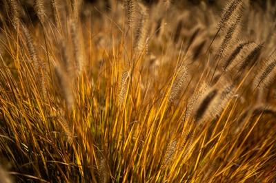 Dried grasses in the autumn golden hour.