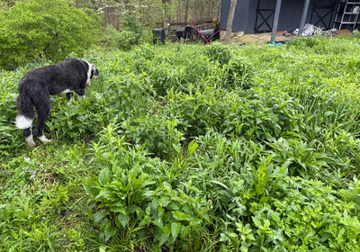 David's native seed garden in the growth phase.