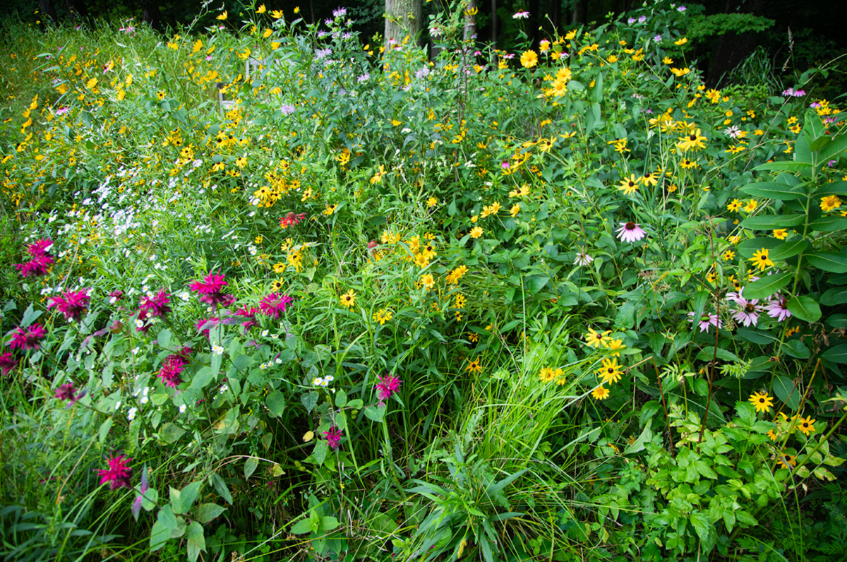 David’s seed garden in full bloom featuring Scarlet Beebalm, Black-eyed Susans, Purple Coneflower, Wild Bergamot, Common Yarrow, and Lanceleaf Coreopsis, among other Ohio native plants.