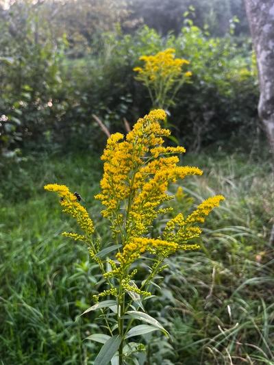Close-up of Canada Goldenrod