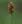 Close-up of Early Fen Sedge