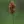 Close-up of Early Fen Sedge