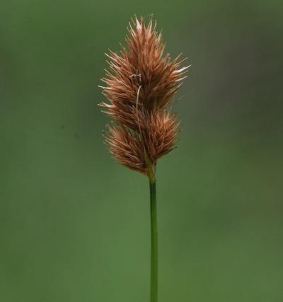 Close-up of Early Fen Sedge