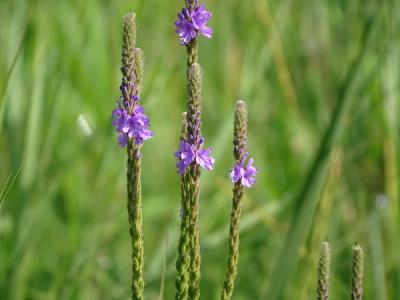 Close-up of Hoary Vervain