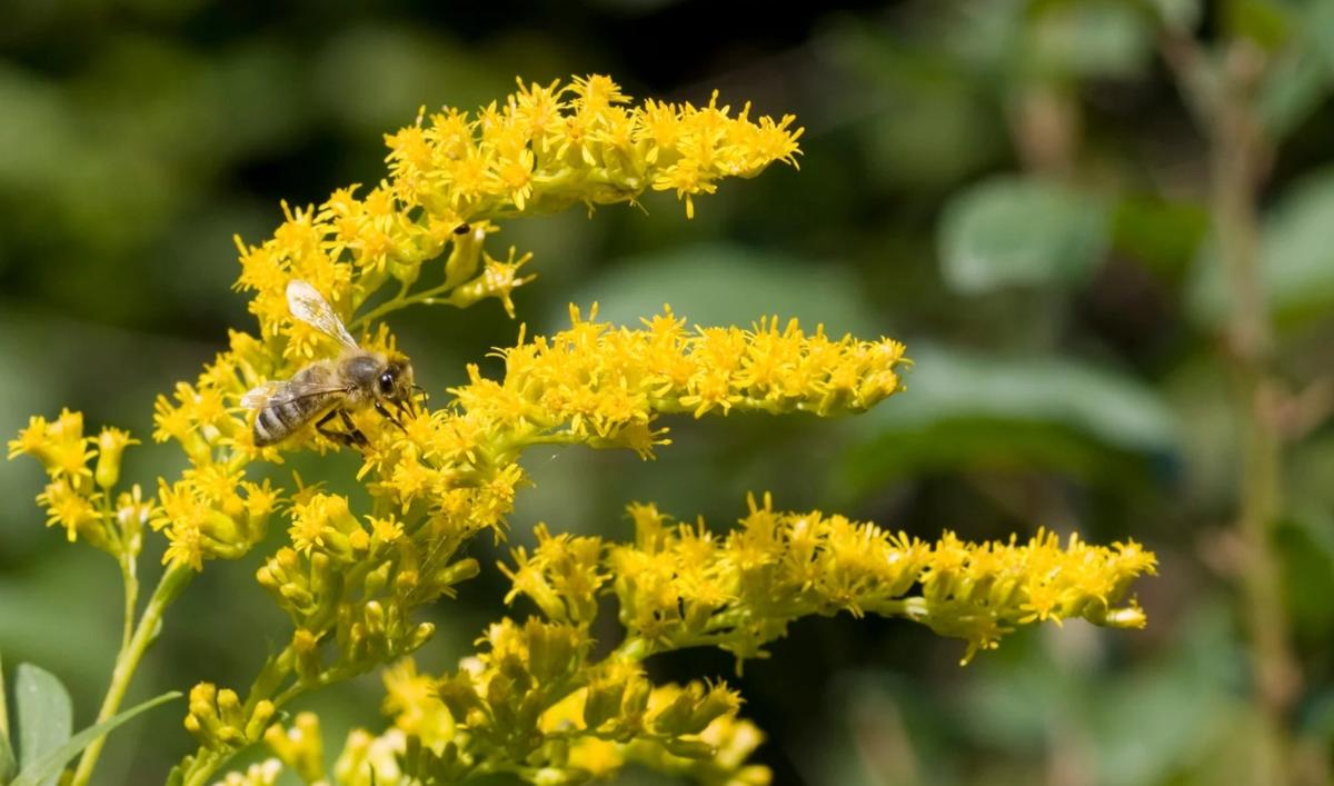 Bee on Goldenrod