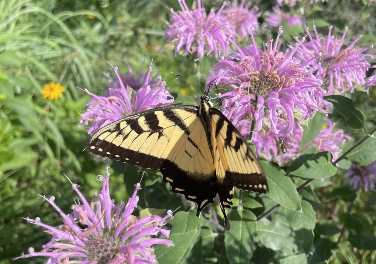 Tiger Swallotail on a Pink Monarda