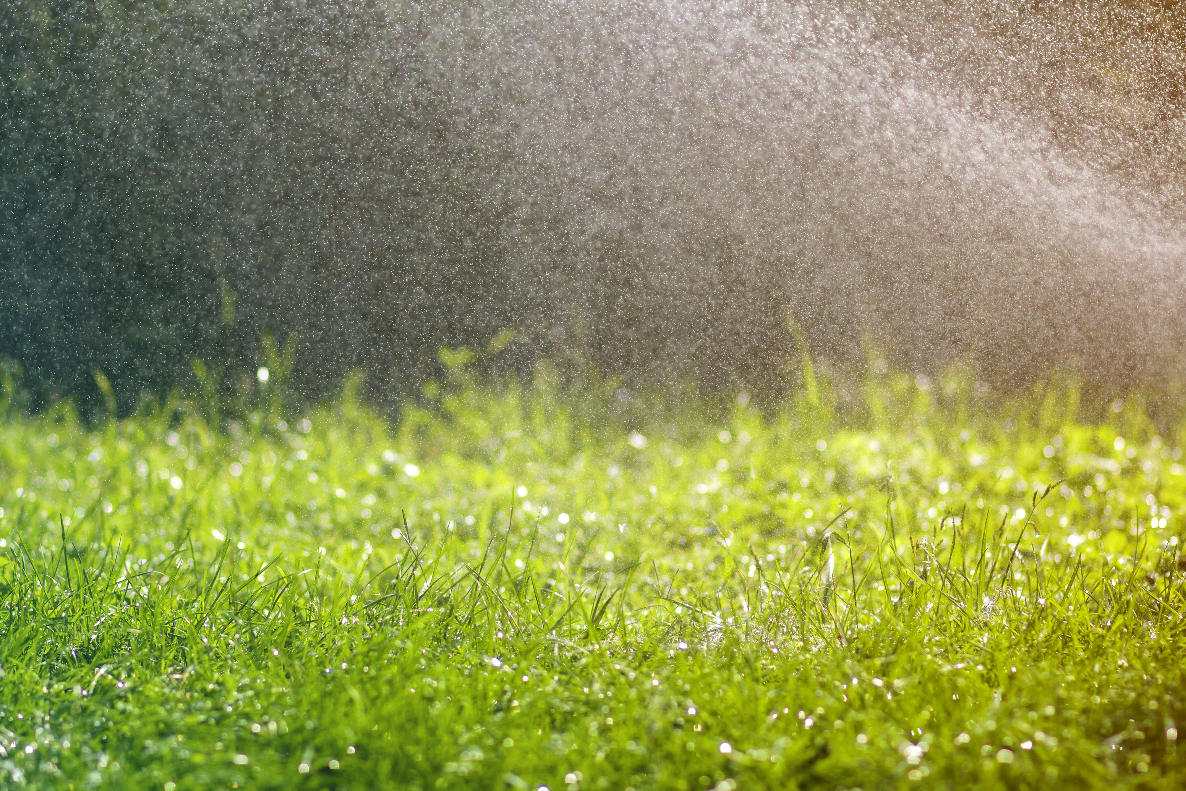 A green lawn full of raindrops from a garden hose.