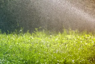 A green lawn full of raindrops from a garden hose.