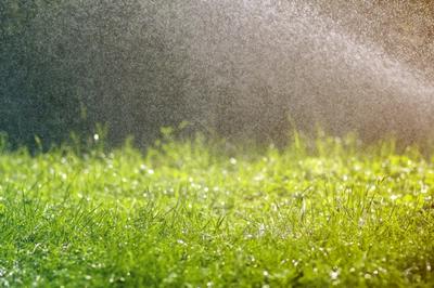 A green lawn full of raindrops from a garden hose.