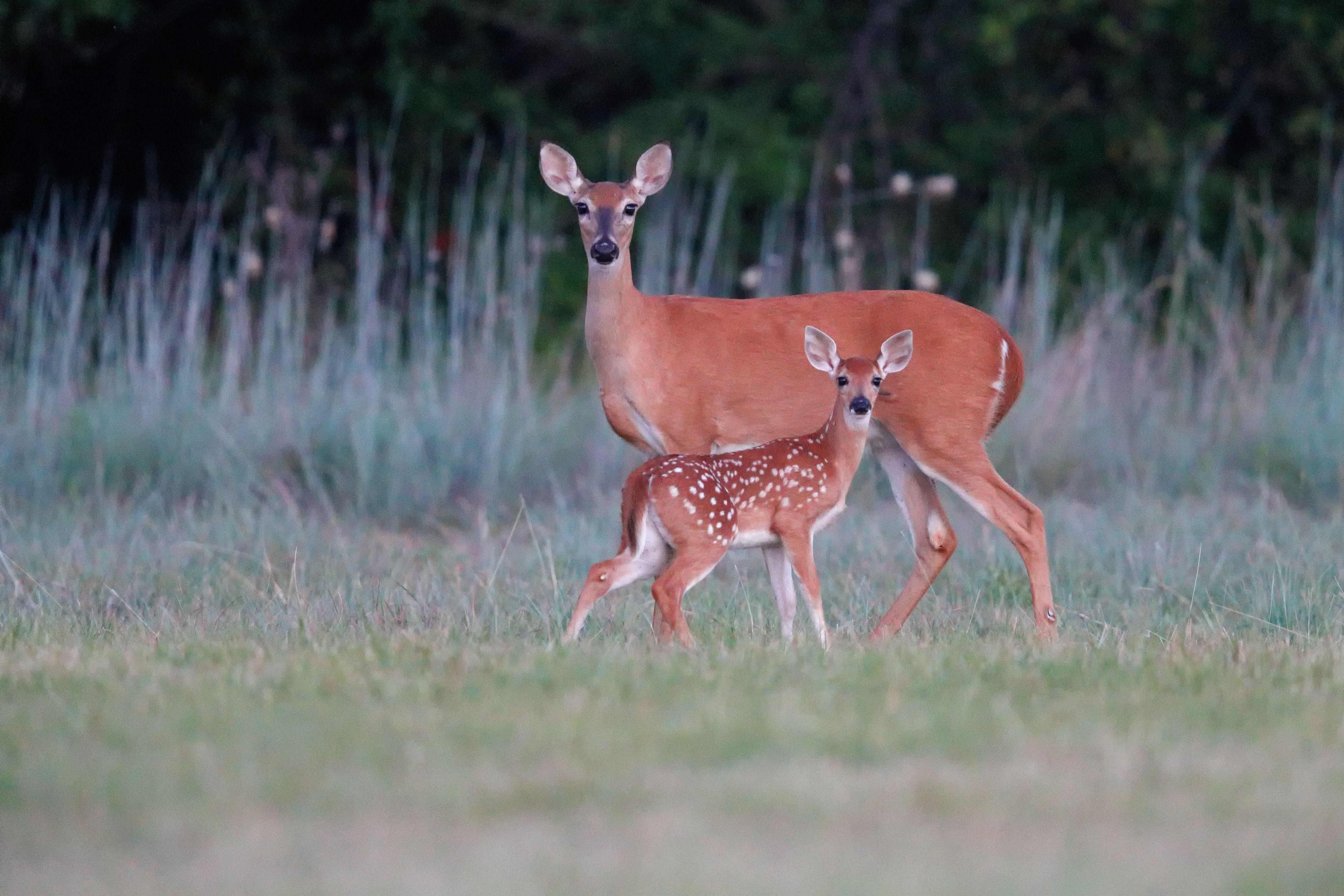A doe and her fawn in the woods looking into the camera.
