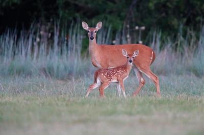 A doe and her fawn in the woods looking into the camera.