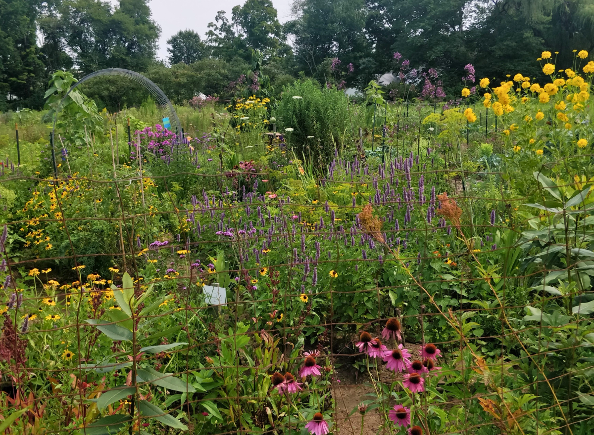 a lush and rich community garden with veggies and native plants