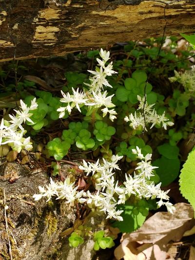 Close-up of Wild Sedum