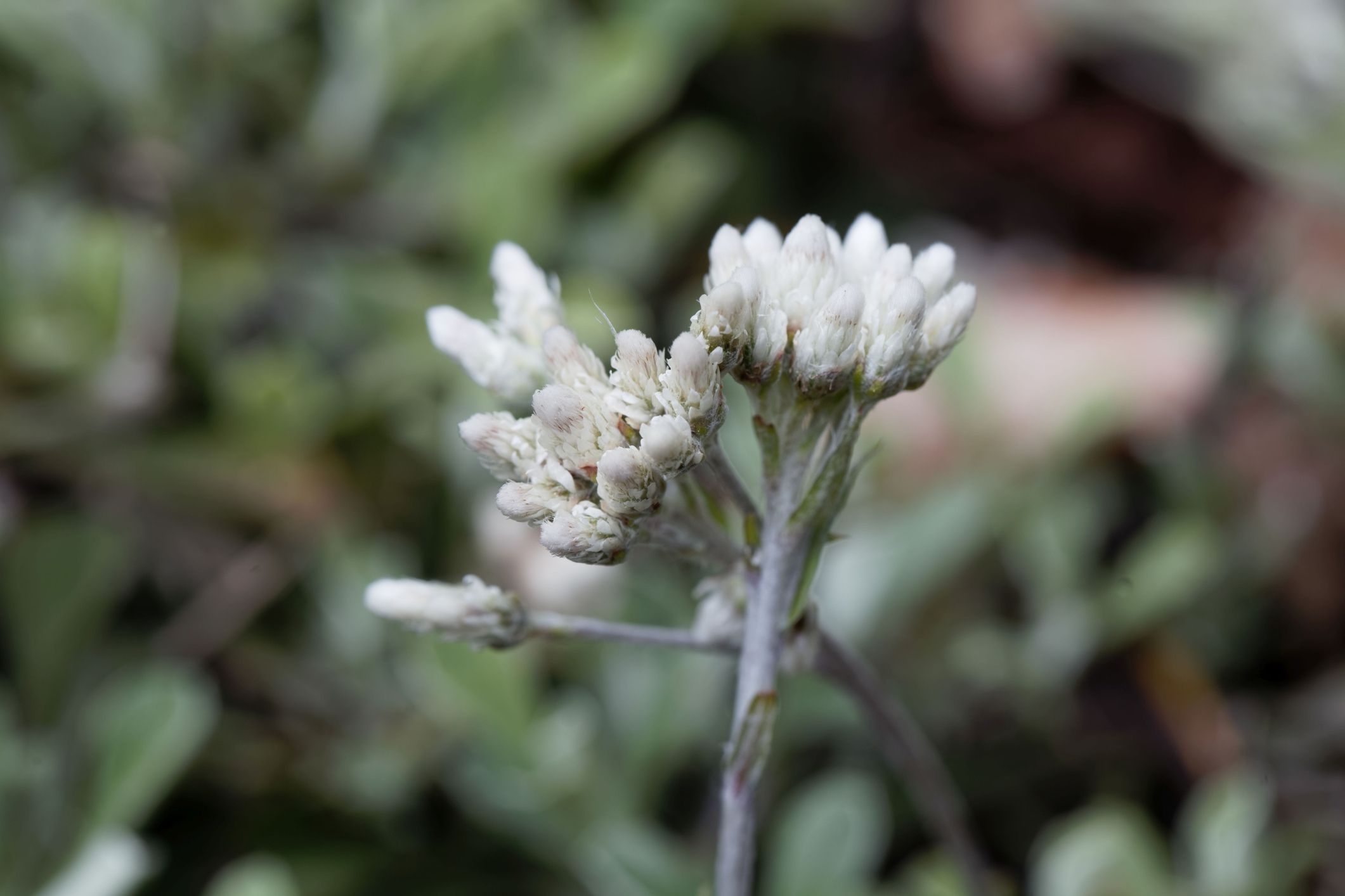 Close-up of Small-leaf Pussytoes