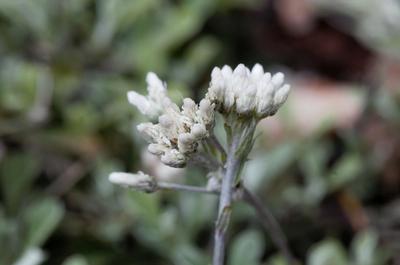 Close-up of Small-leaf Pussytoes