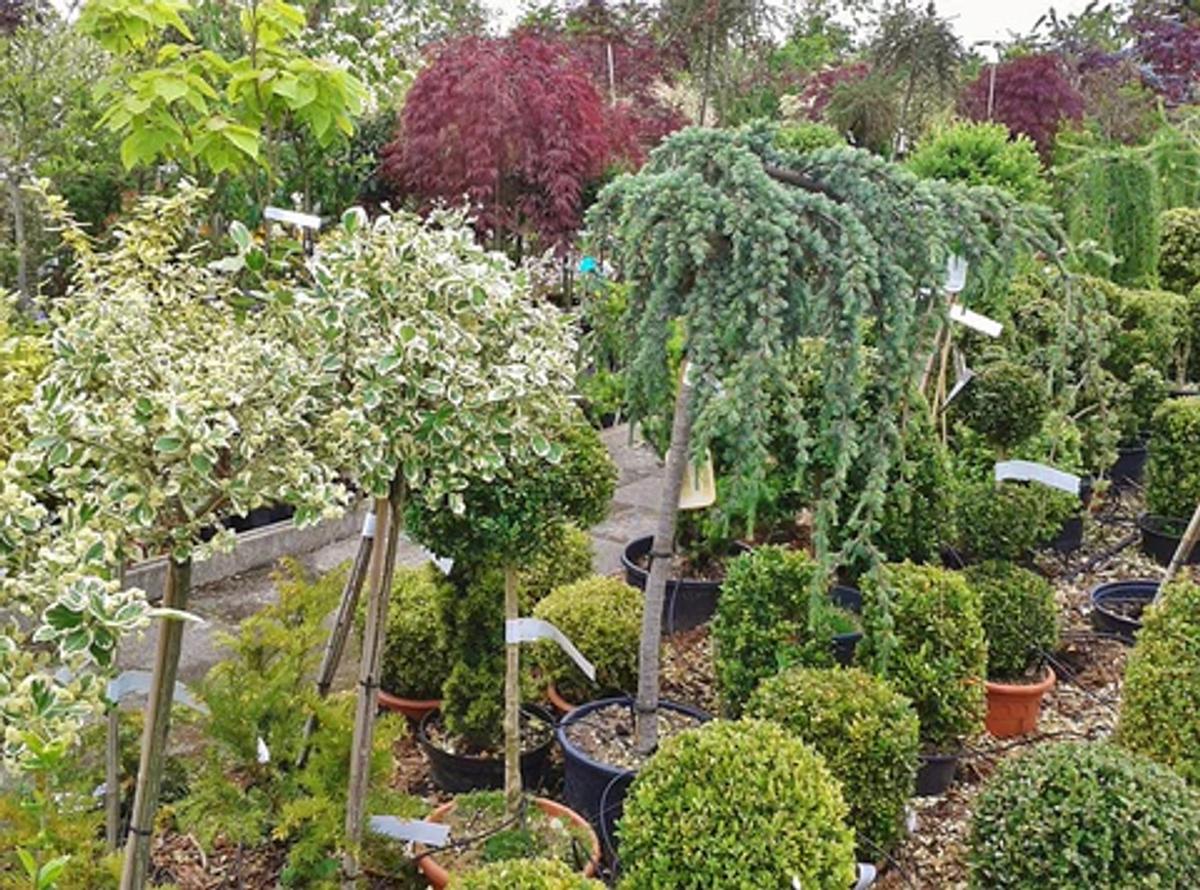 A row of potted plants and trees at a garden center