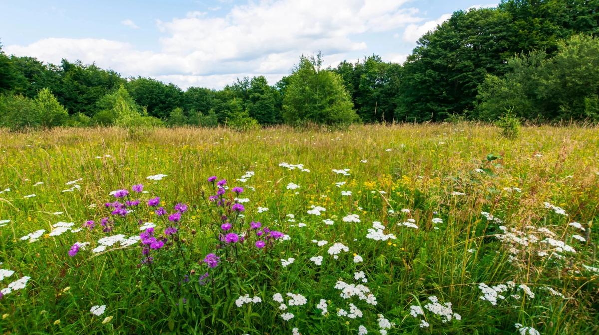 Meadow of native plants and grasses