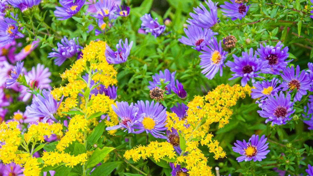 goldenrod and aster garden