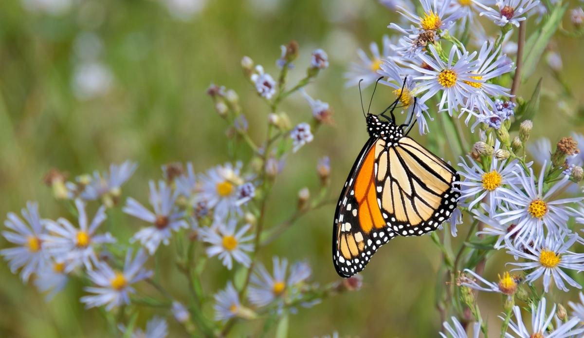 A butterfly on a sky blue aster