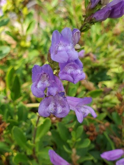 Close-up of Cardwell's Beardtongue