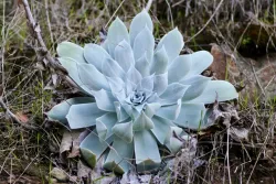 Close-up of Chalk Dudleya