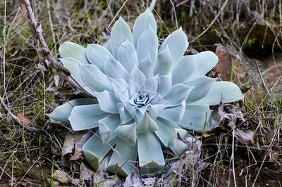 Close-up of Chalk Dudleya