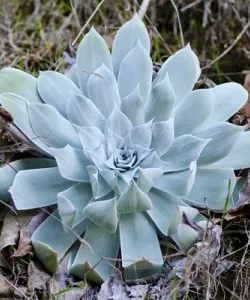 Close-up of Chalk Dudleya