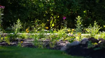 A small native garden
