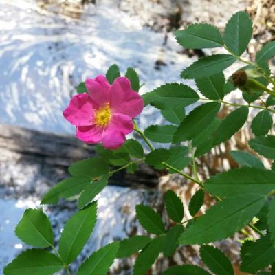 Close-up of Carolina Rose