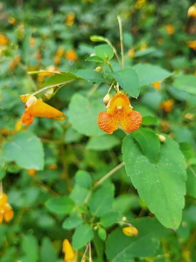 Close-up of Common Jewelweed